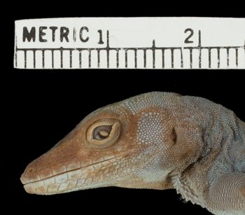 Media type: image;   Herpetology R-6172 Aspect: head lateral